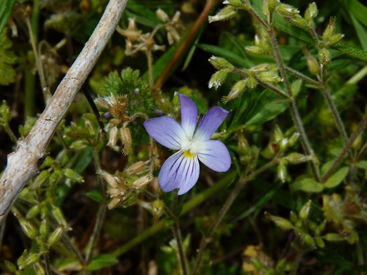 {Viola bicolor}